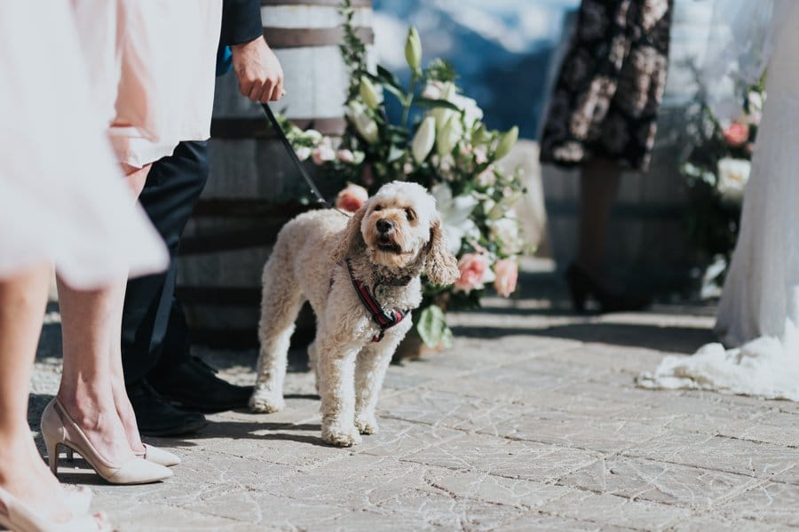 Kicking Horse mountain wedding outdoor ceremony dog ringbearer