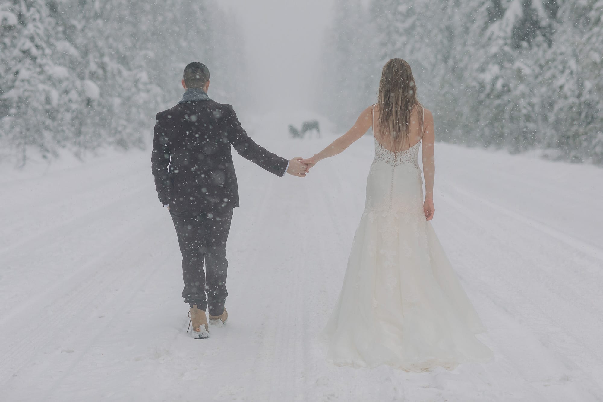 magical winter wonderland wedding portraits moose in road