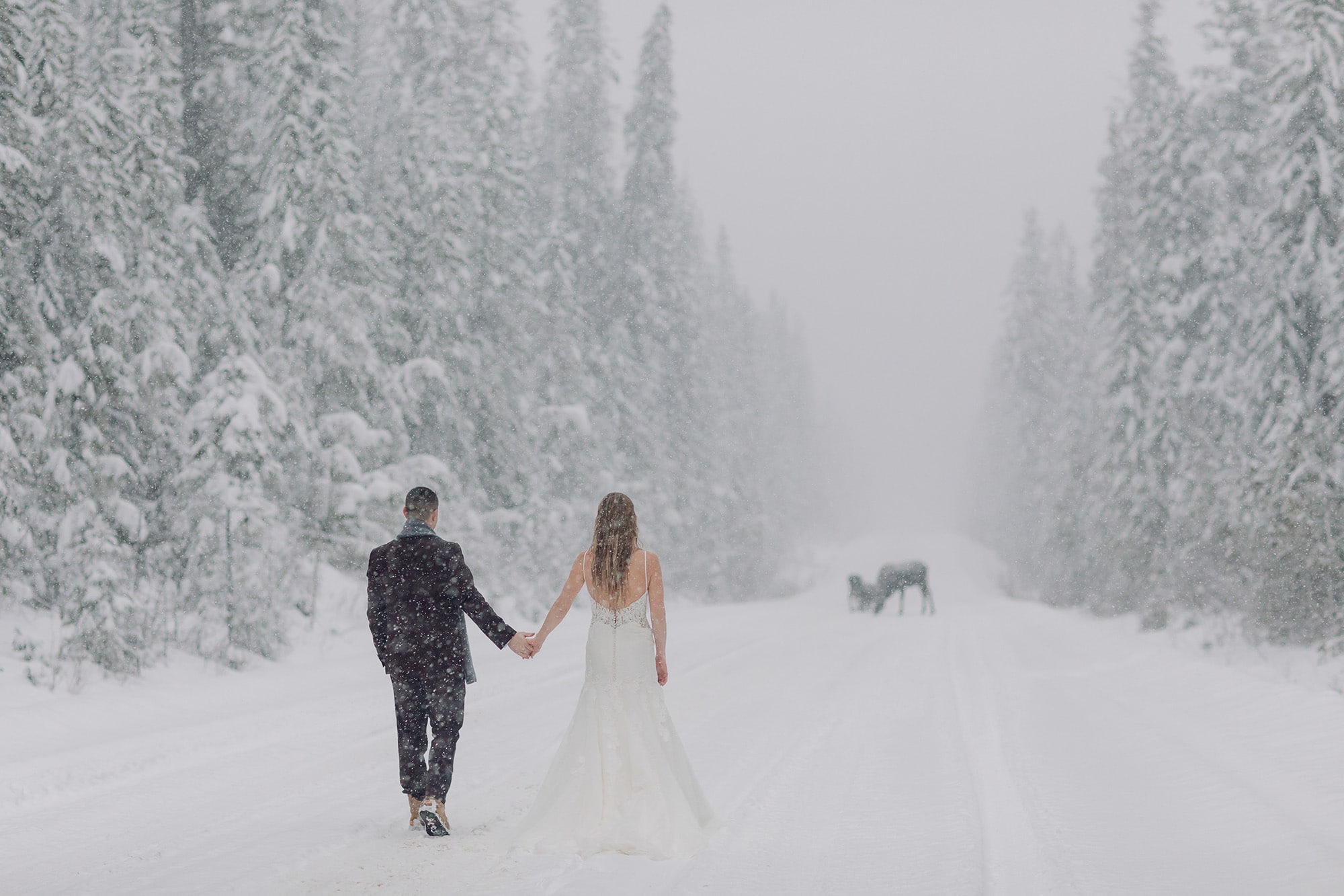 magical winter wonderland wedding portraits moose in road